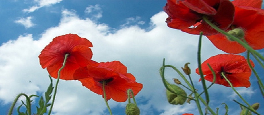 Poppy photo with 427 crest and cenotaph